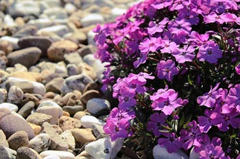 piedras plantas